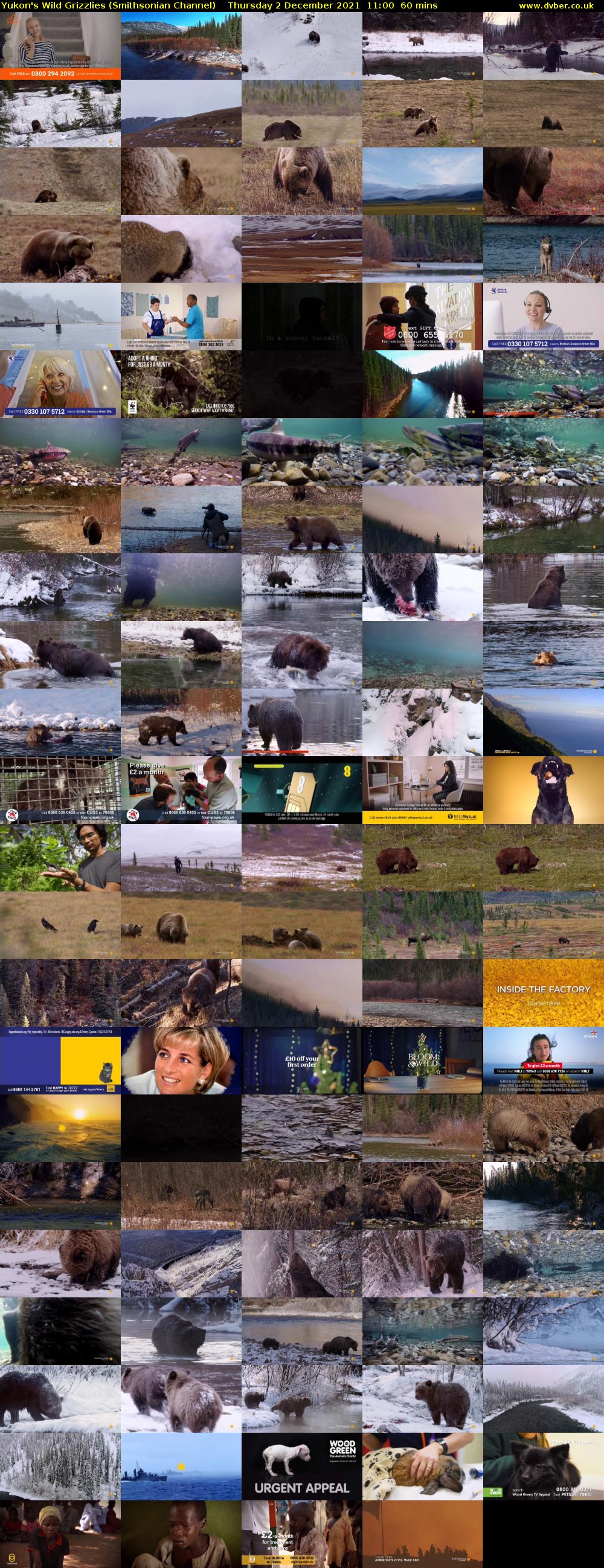 Yukon's Wild Grizzlies (Smithsonian Channel) Thursday 2 December 2021 11:00 - 12:00