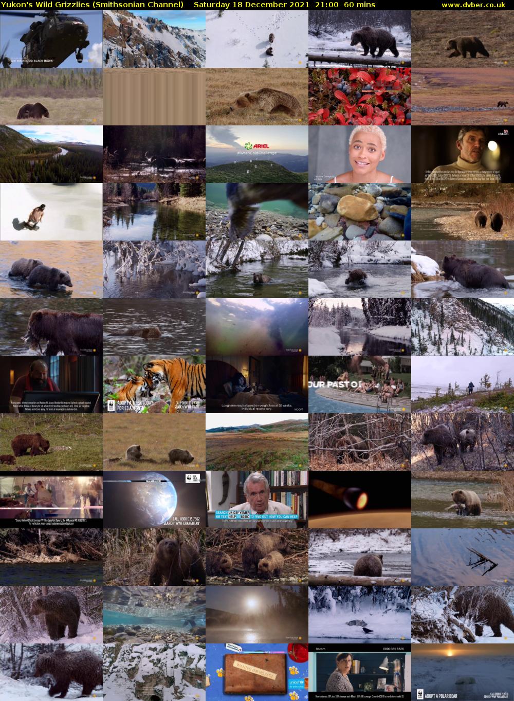Yukon's Wild Grizzlies (Smithsonian Channel) Saturday 18 December 2021 21:00 - 22:00