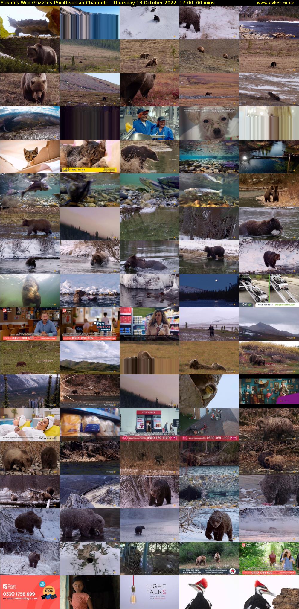 Yukon's Wild Grizzlies (Smithsonian Channel) Thursday 13 October 2022 17:00 - 18:00