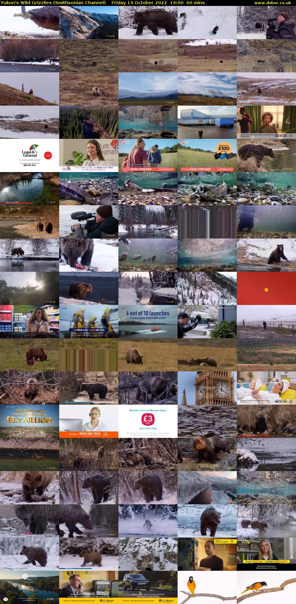 Yukon's Wild Grizzlies (Smithsonian Channel) Friday 14 October 2022 14:00 - 15:00