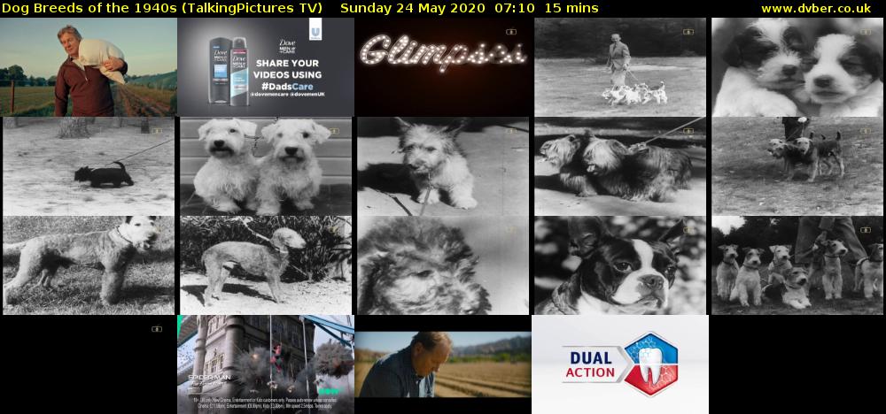 Dog Breeds of the 1940s (TalkingPictures TV) Sunday 24 May 2020 07:10 - 07:25