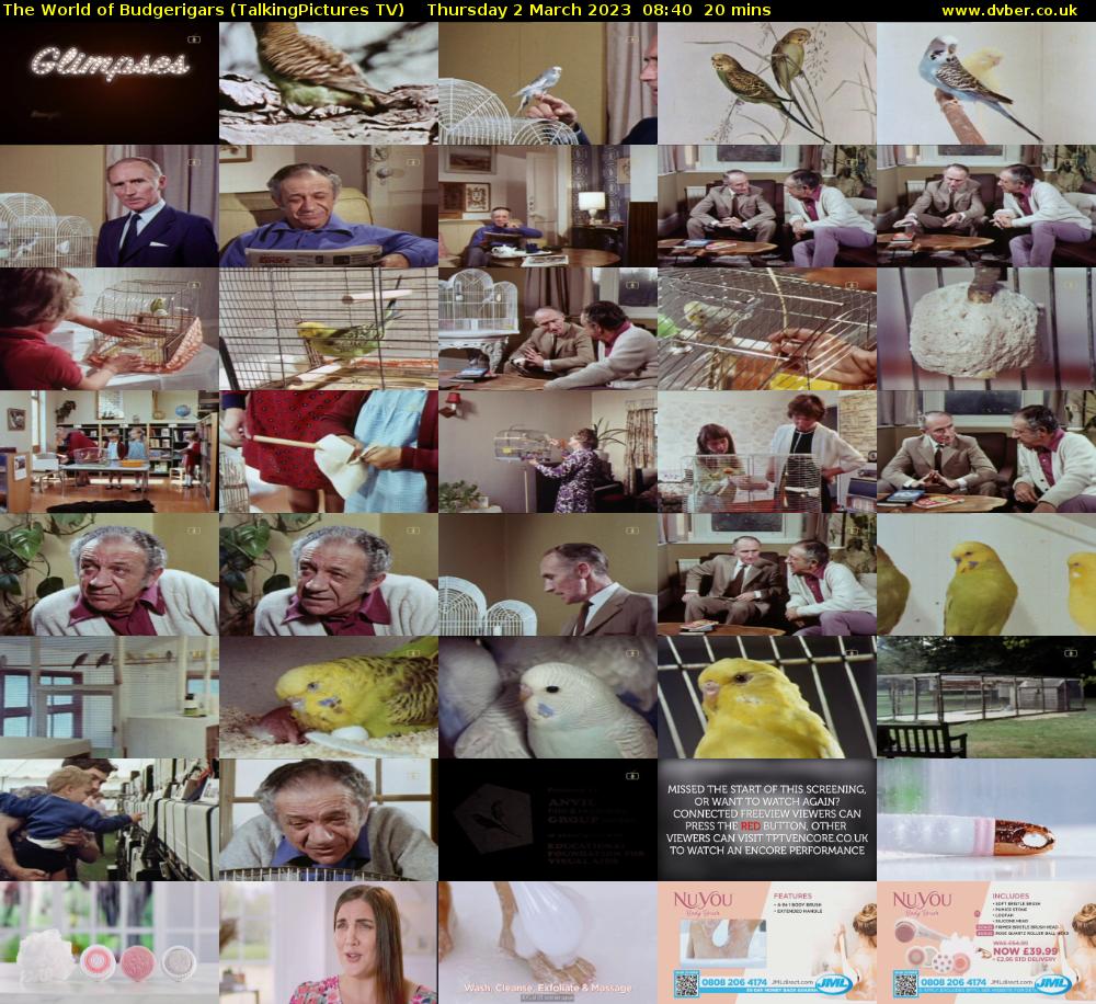 The World of Budgerigars (TalkingPictures TV) Thursday 2 March 2023 08:40 - 09:00