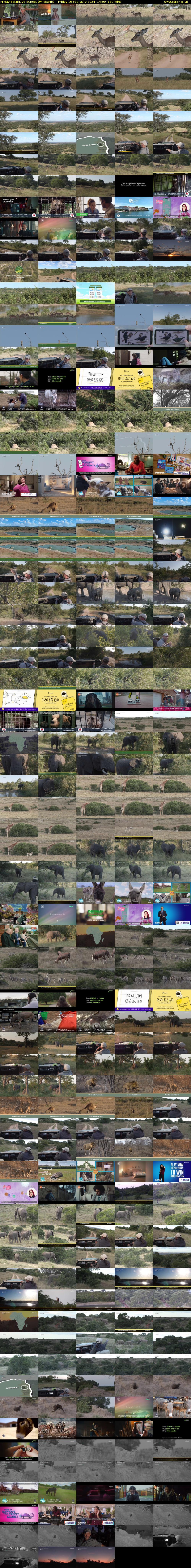 Friday SafariLIVE Sunset (WildEarth) Friday 16 February 2024 14:00 - 17:00