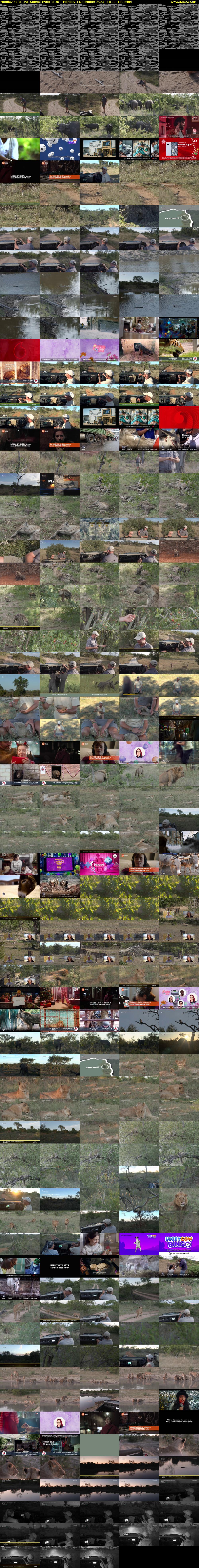 Monday SafariLIVE Sunset (WildEarth) Monday 4 December 2023 14:00 - 17:00