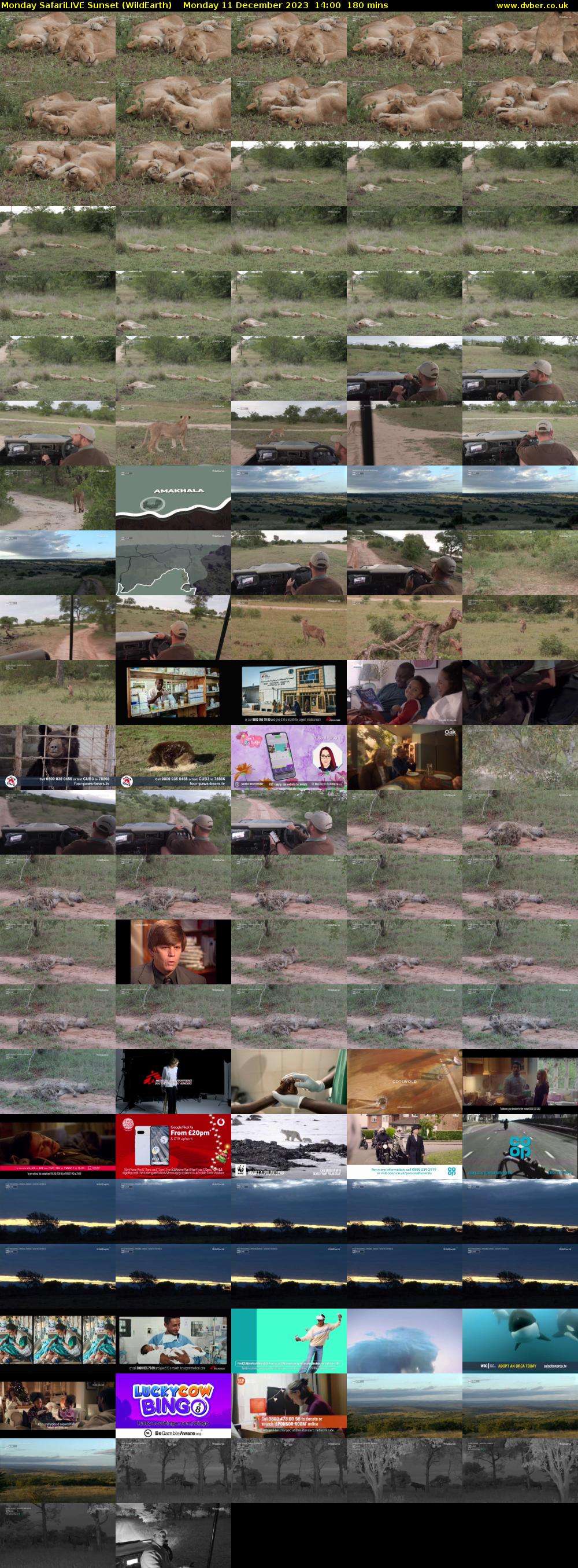 Monday SafariLIVE Sunset (WildEarth) Monday 11 December 2023 14:00 - 17:00