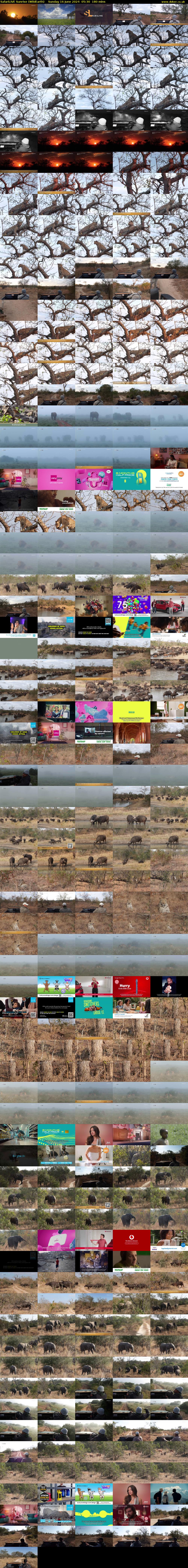 SafariLIVE Sunrise (WildEarth) Sunday 16 June 2024 05:30 - 08:30