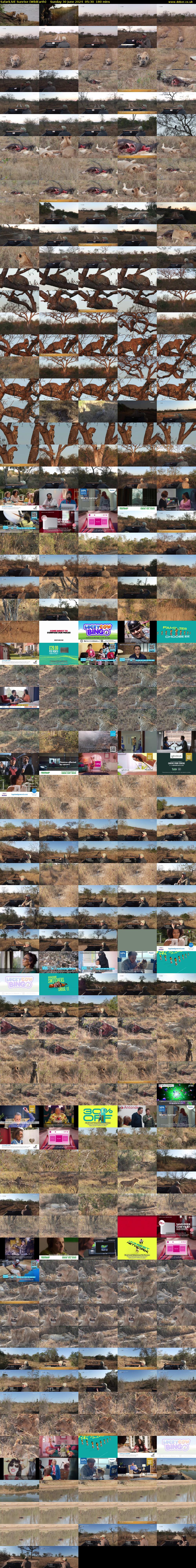 SafariLIVE Sunrise (WildEarth) Sunday 30 June 2024 05:30 - 08:30
