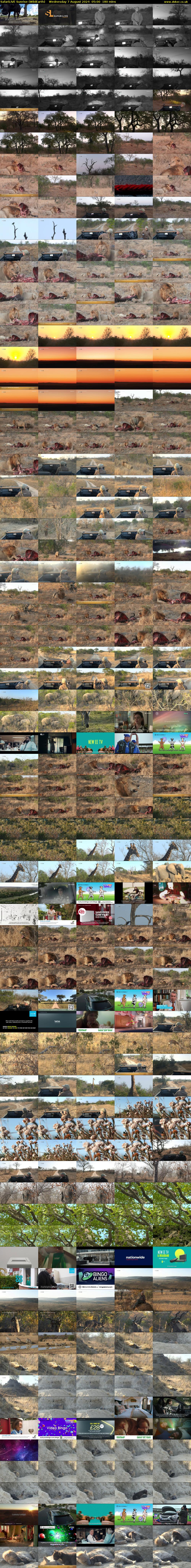 SafariLIVE Sunrise (WildEarth) Wednesday 7 August 2024 05:00 - 08:00