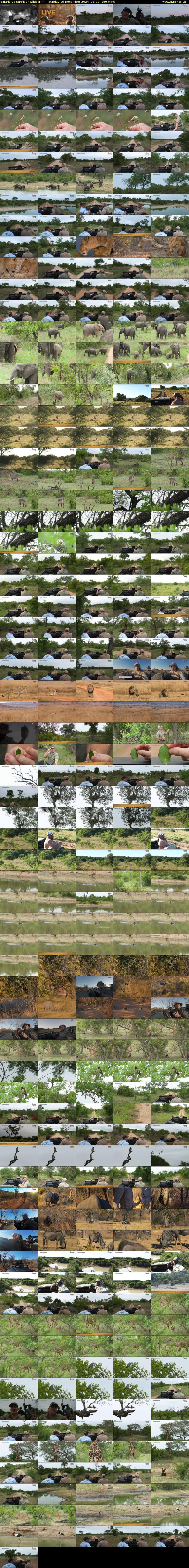 SafariLIVE Sunrise (WildEarth) Sunday 15 December 2024 03:00 - 06:00