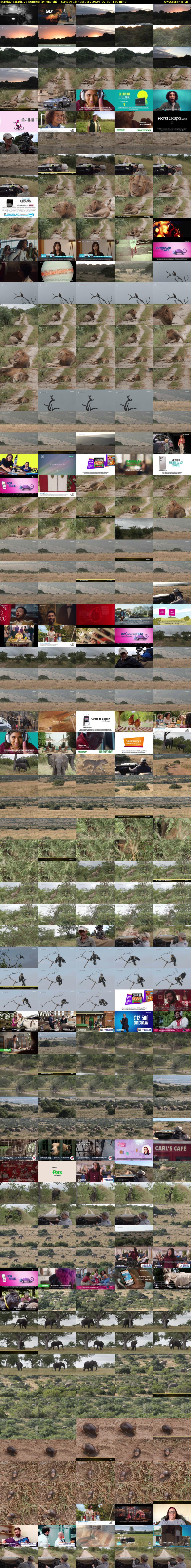 Sunday SafariLIVE Sunrise (WildEarth) Sunday 18 February 2024 07:30 - 10:30