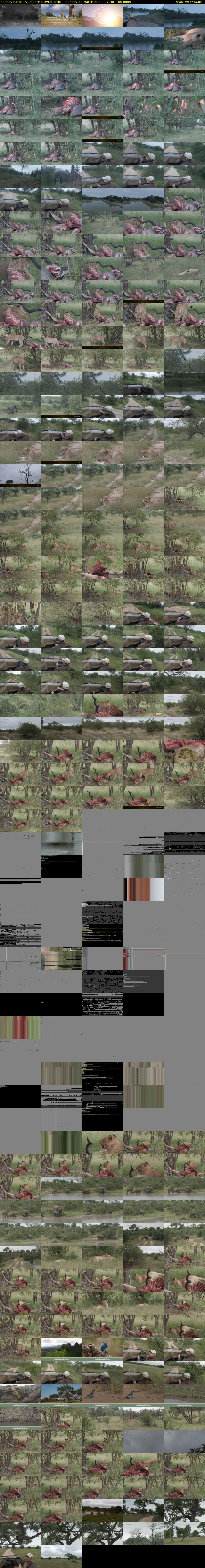 Sunday SafariLIVE Sunrise (WildEarth) Sunday 24 March 2024 07:30 - 10:30