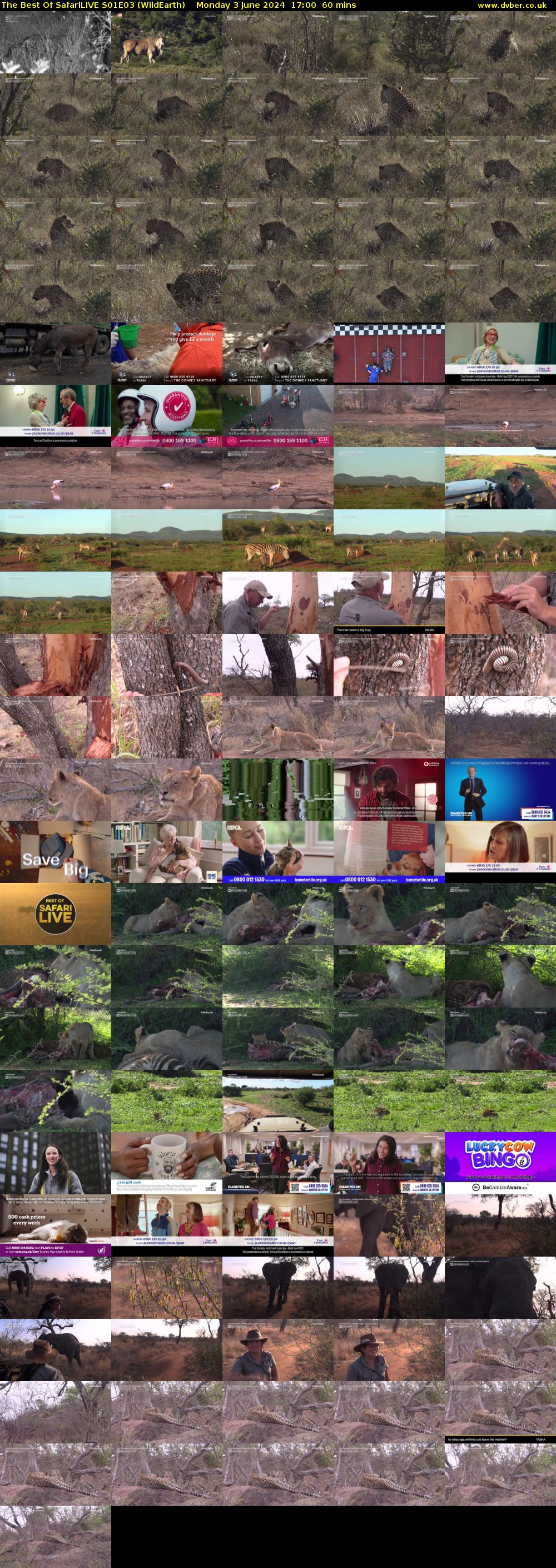 The Best Of SafariLIVE S01E03 (WildEarth) Monday 3 June 2024 17:00 - 18:00