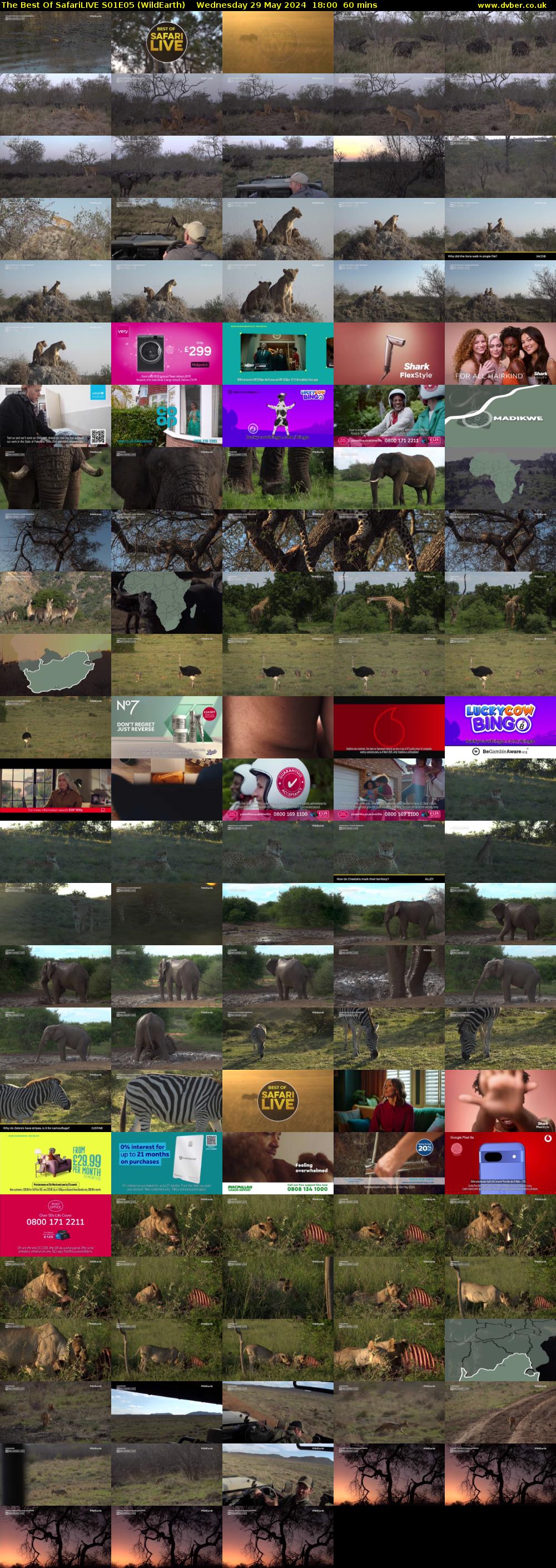 The Best Of SafariLIVE S01E05 (WildEarth) Wednesday 29 May 2024 18:00 - 19:00