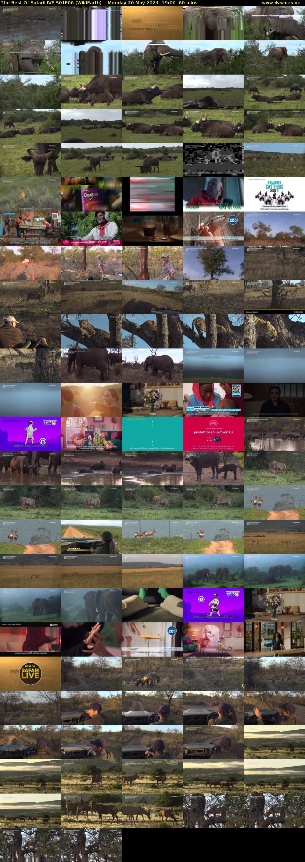The Best Of SafariLIVE S01E06 (WildEarth) Monday 20 May 2024 19:00 - 20:00
