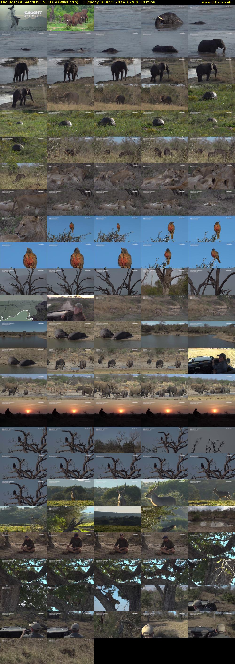 The Best Of SafariLIVE S01E09 (WildEarth) Tuesday 30 April 2024 02:00 - 03:00
