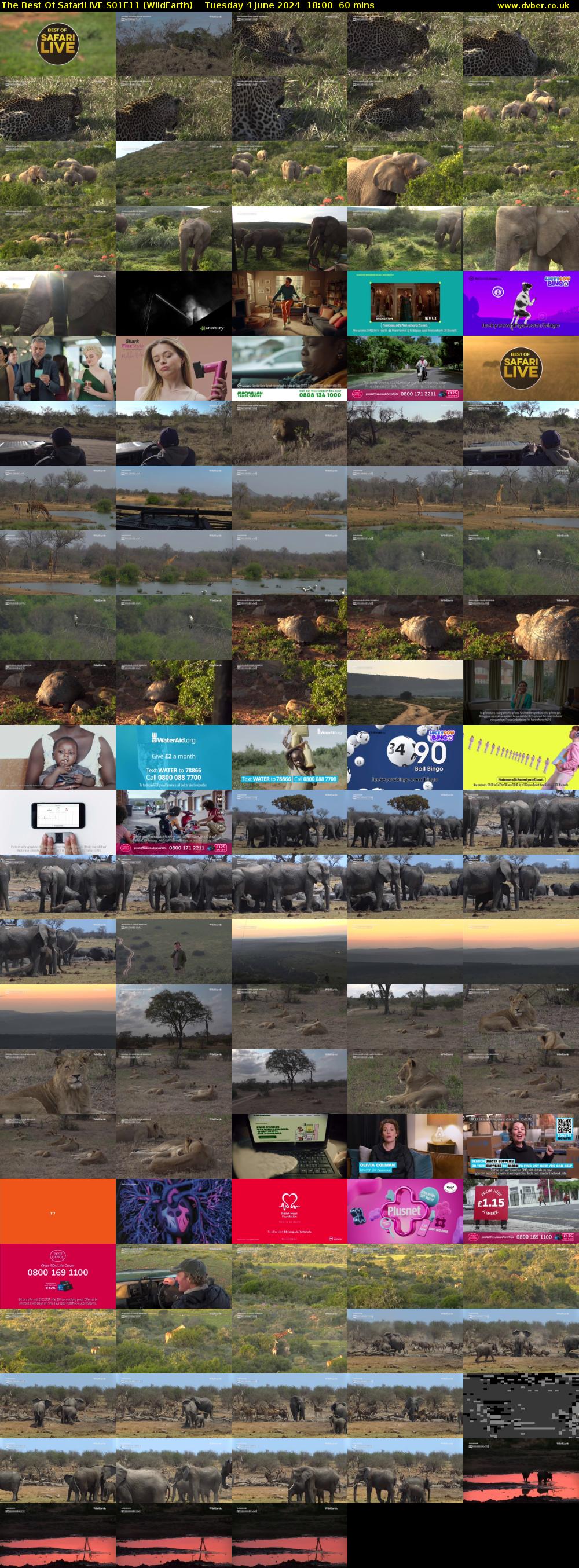 The Best Of SafariLIVE S01E11 (WildEarth) Tuesday 4 June 2024 18:00 - 19:00