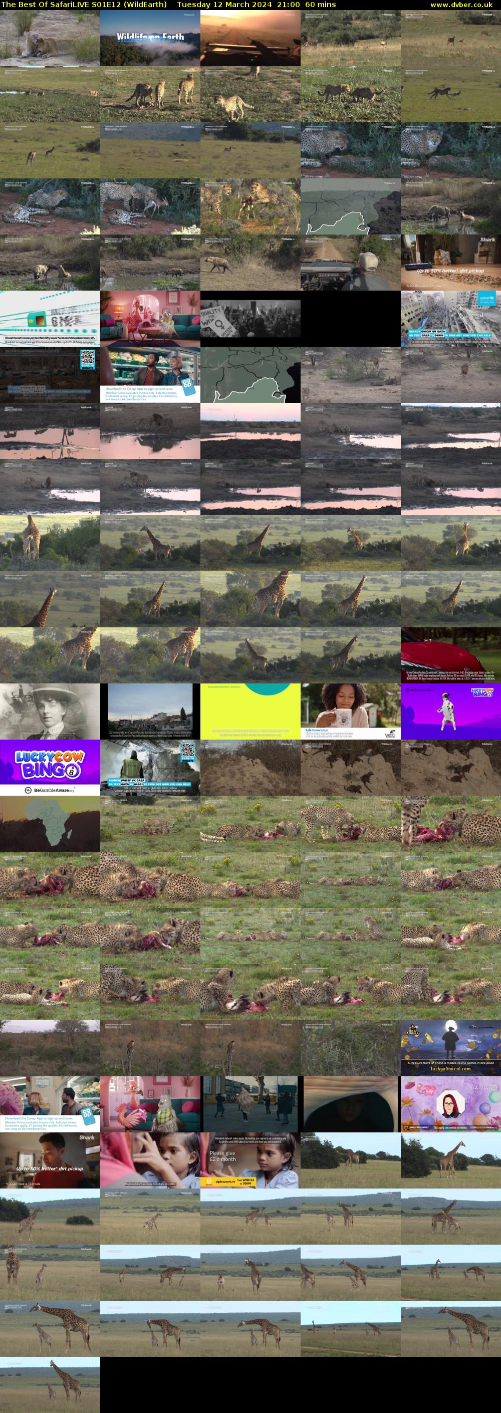 The Best Of SafariLIVE S01E12 (WildEarth) Tuesday 12 March 2024 21:00 - 22:00