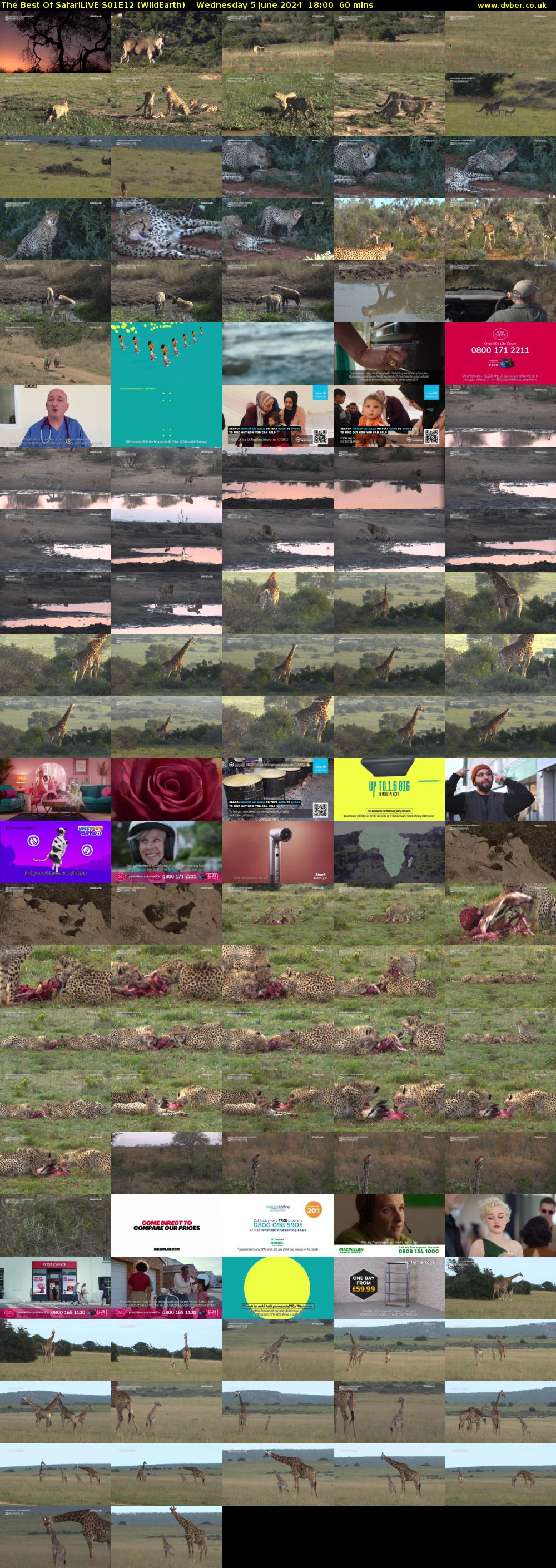 The Best Of SafariLIVE S01E12 (WildEarth) Wednesday 5 June 2024 18:00 - 19:00