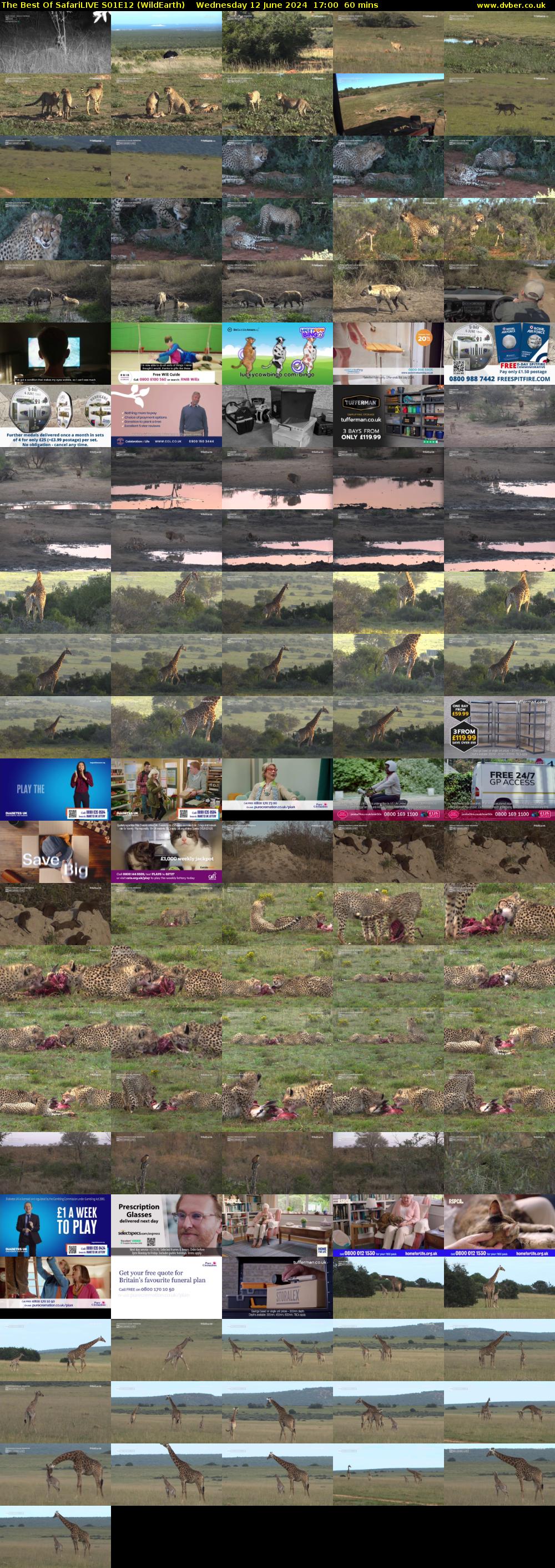 The Best Of SafariLIVE S01E12 (WildEarth) Wednesday 12 June 2024 17:00 - 18:00