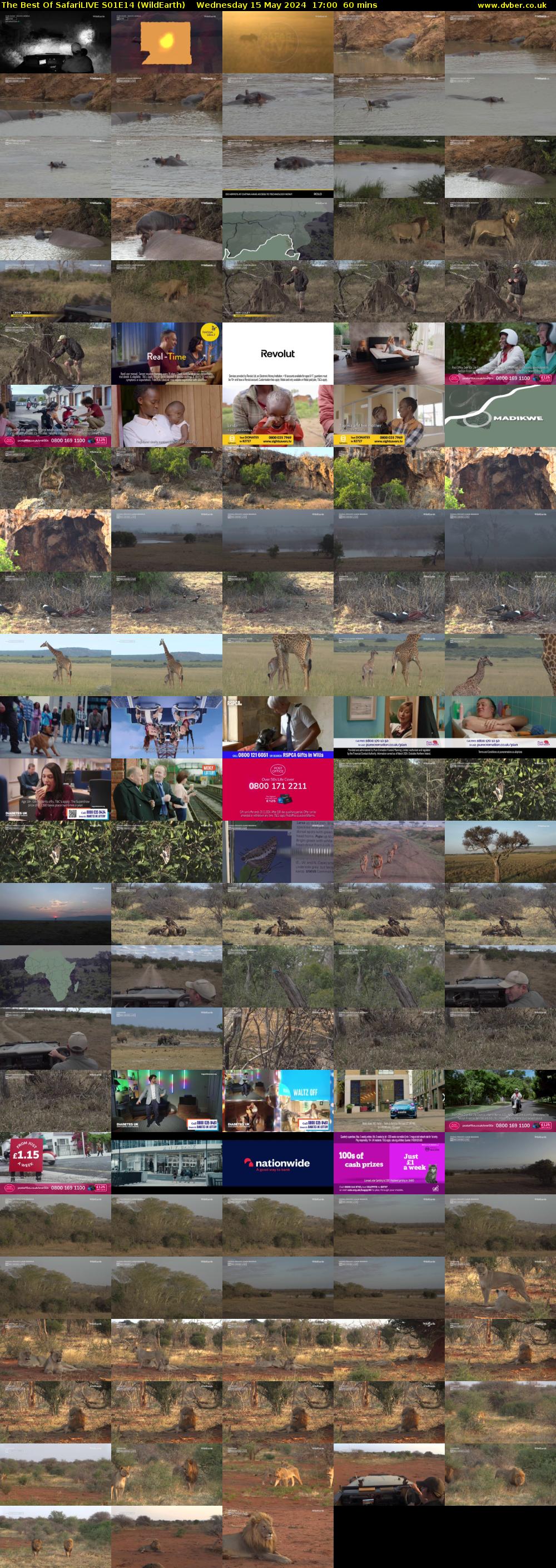The Best Of SafariLIVE S01E14 (WildEarth) Wednesday 15 May 2024 17:00 - 18:00