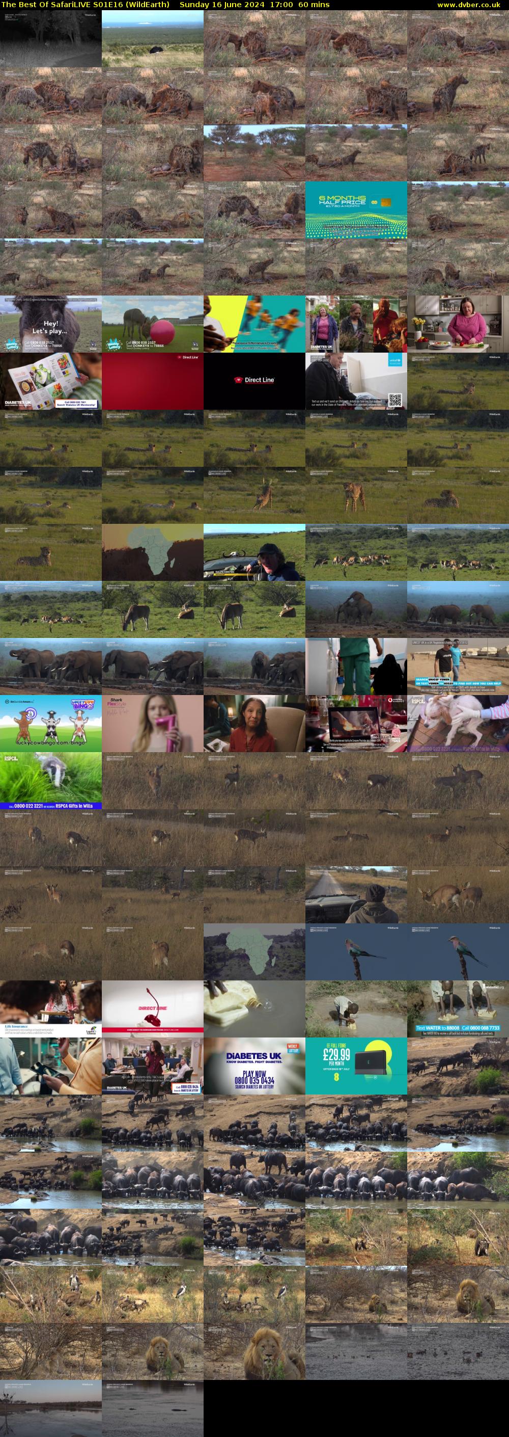 The Best Of SafariLIVE S01E16 (WildEarth) Sunday 16 June 2024 17:00 - 18:00
