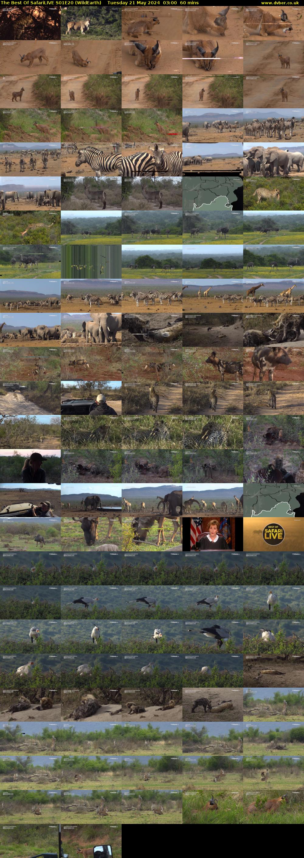 The Best Of SafariLIVE S01E20 (WildEarth) Tuesday 21 May 2024 03:00 - 04:00