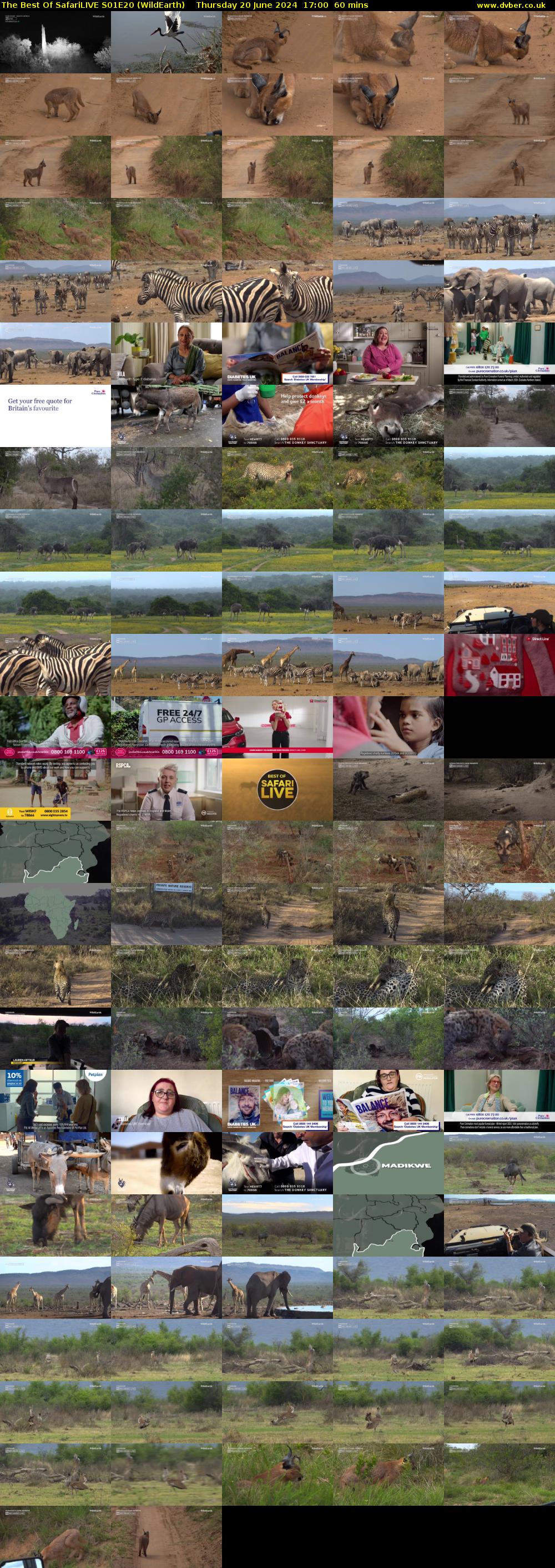 The Best Of SafariLIVE S01E20 (WildEarth) Thursday 20 June 2024 17:00 - 18:00