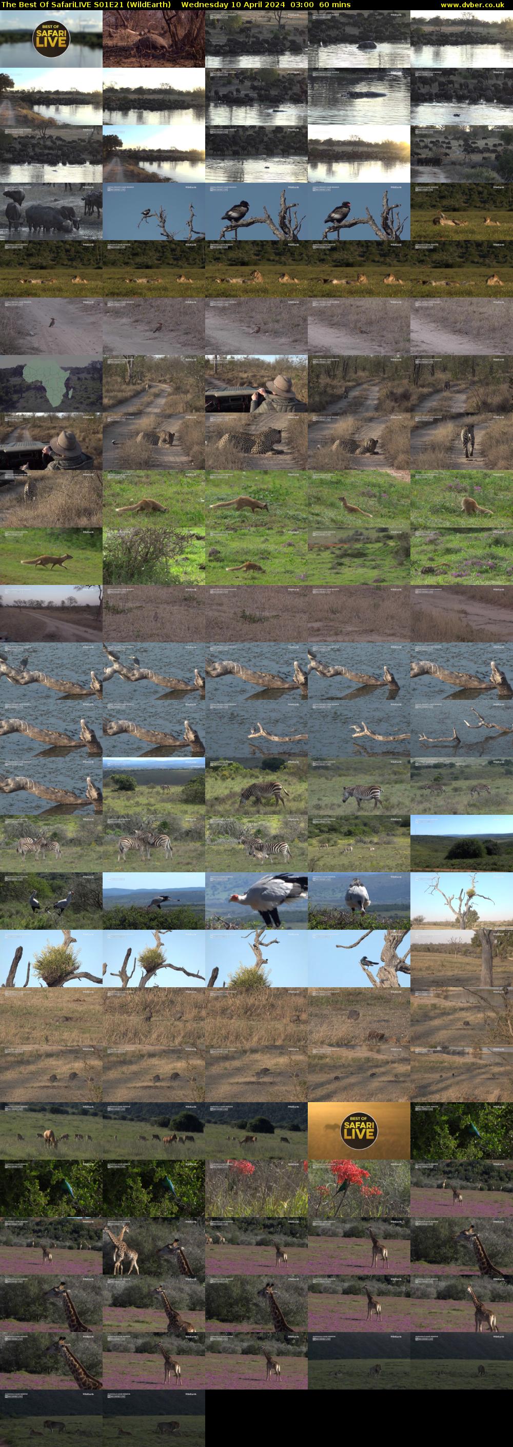 The Best Of SafariLIVE S01E21 (WildEarth) Wednesday 10 April 2024 03:00 - 04:00