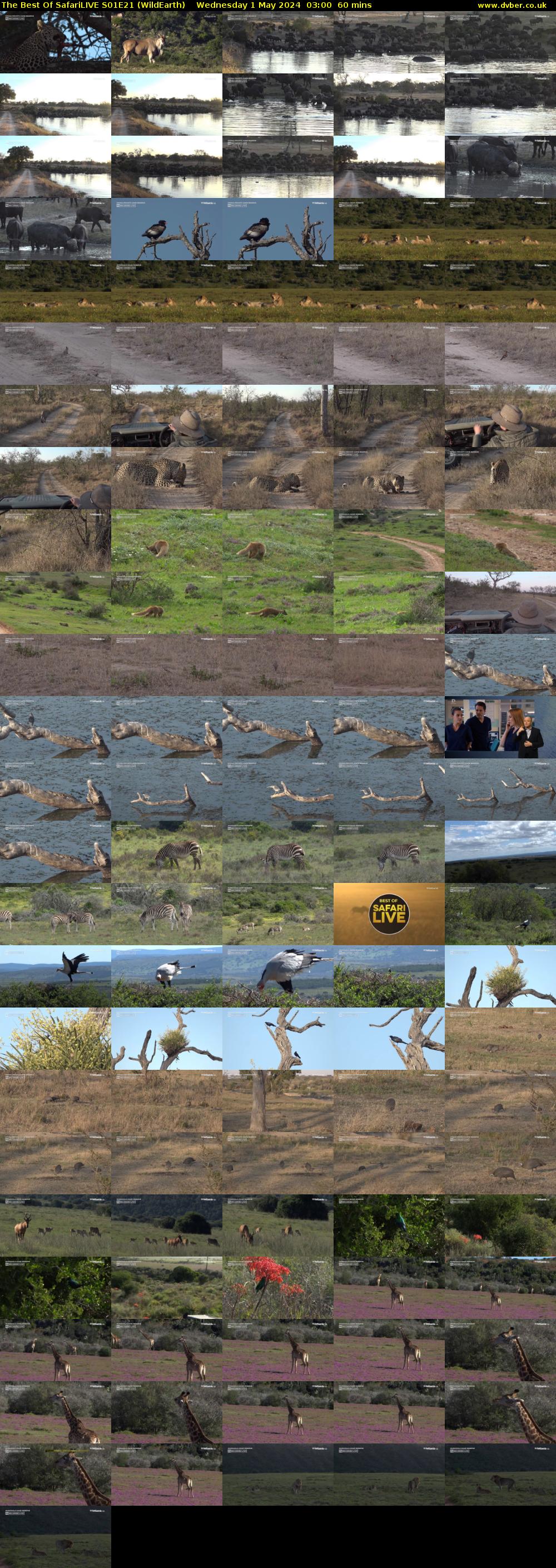 The Best Of SafariLIVE S01E21 (WildEarth) Wednesday 1 May 2024 03:00 - 04:00