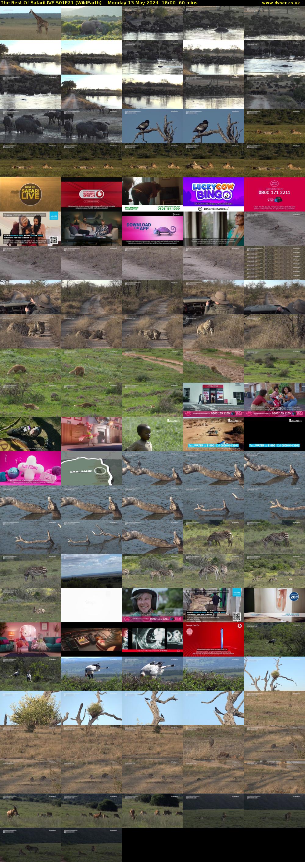 The Best Of SafariLIVE S01E21 (WildEarth) Monday 13 May 2024 18:00 - 19:00