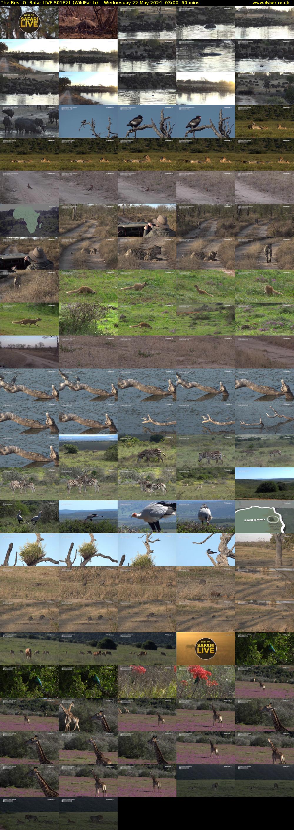 The Best Of SafariLIVE S01E21 (WildEarth) Wednesday 22 May 2024 03:00 - 04:00