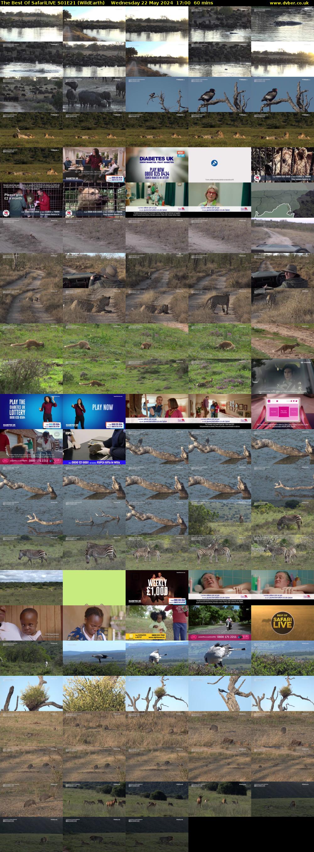 The Best Of SafariLIVE S01E21 (WildEarth) Wednesday 22 May 2024 17:00 - 18:00