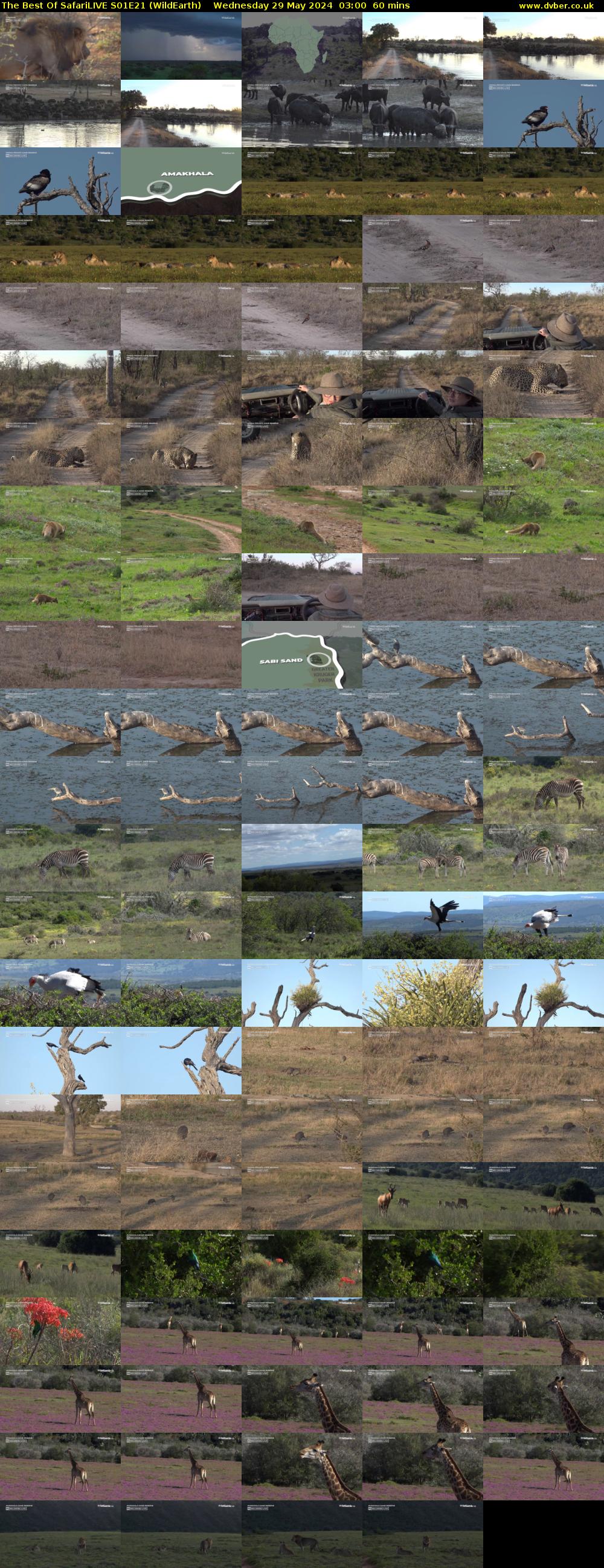 The Best Of SafariLIVE S01E21 (WildEarth) Wednesday 29 May 2024 03:00 - 04:00