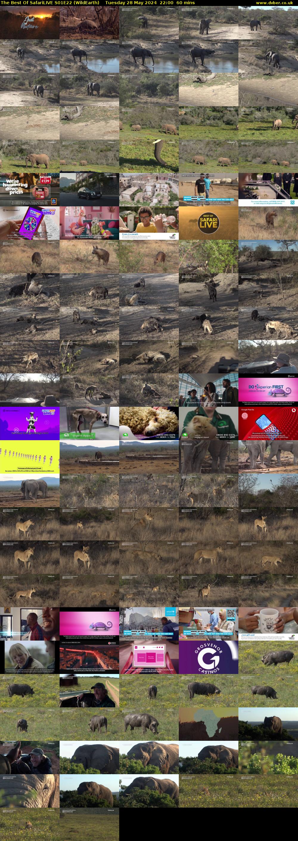 The Best Of SafariLIVE S01E22 (WildEarth) Tuesday 28 May 2024 22:00 - 23:00