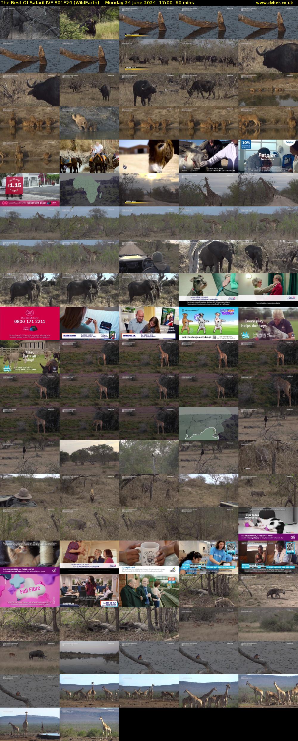 The Best Of SafariLIVE S01E24 (WildEarth) Monday 24 June 2024 17:00 - 18:00