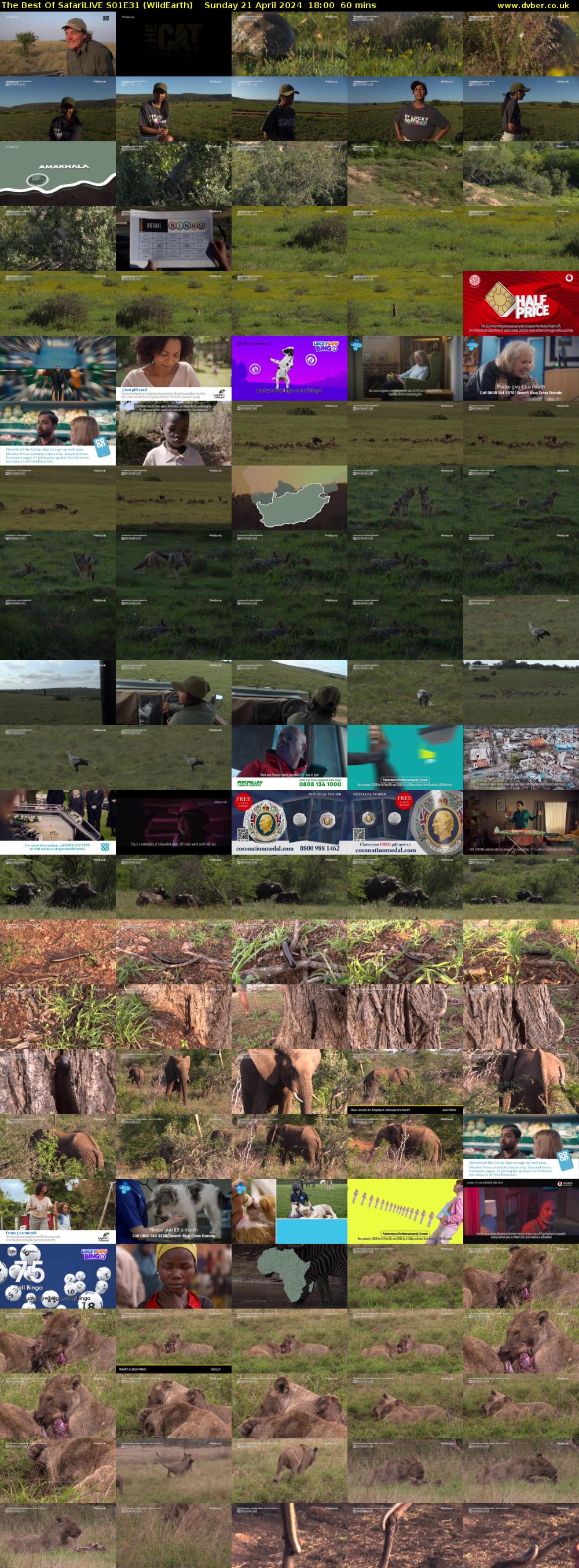 The Best Of SafariLIVE S01E31 (WildEarth) Sunday 21 April 2024 18:00 - 19:00
