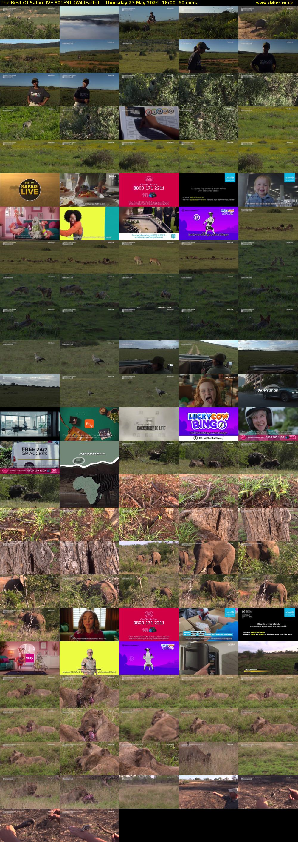 The Best Of SafariLIVE S01E31 (WildEarth) Thursday 23 May 2024 18:00 - 19:00