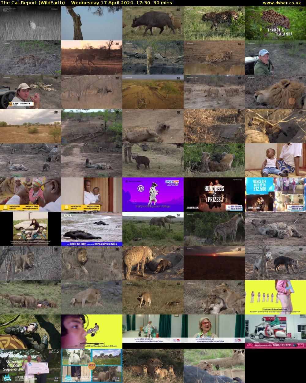 The Cat Report (WildEarth) Wednesday 17 April 2024 17:30 - 18:00