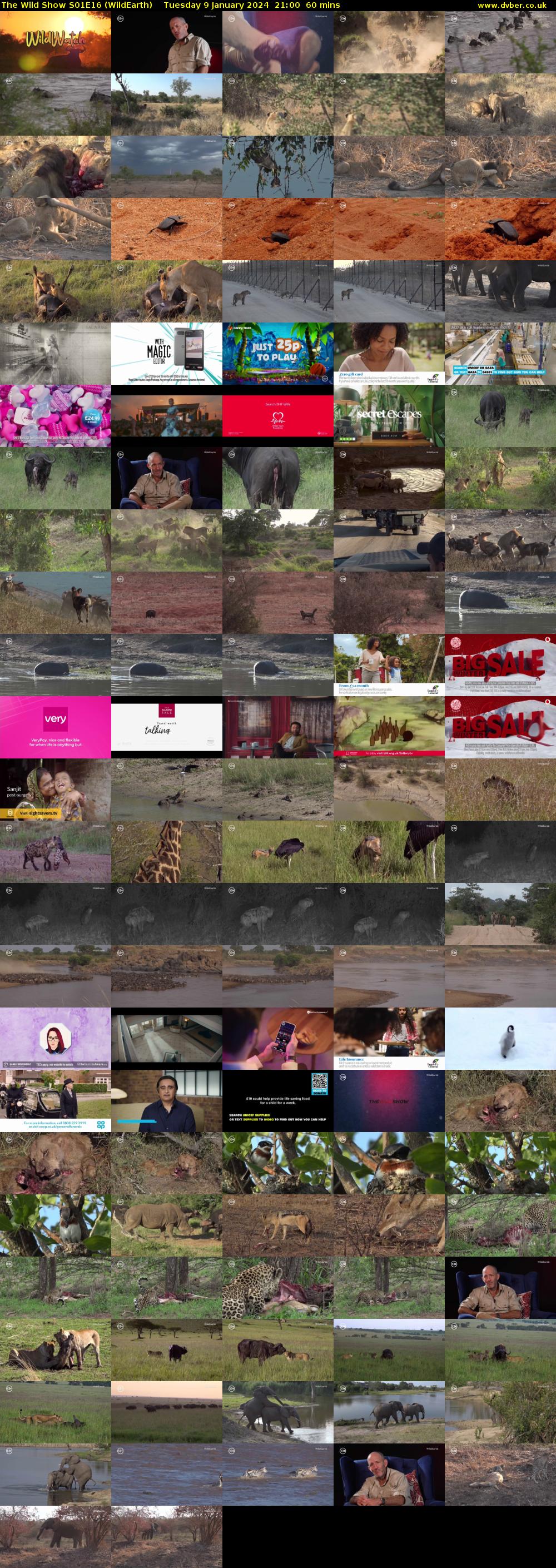 The Wild Show S01E16 (WildEarth) Tuesday 9 January 2024 21:00 - 22:00