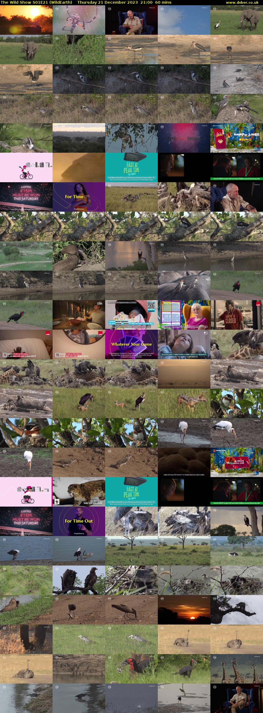 The Wild Show S01E21 (WildEarth) Thursday 21 December 2023 21:00 - 22:00