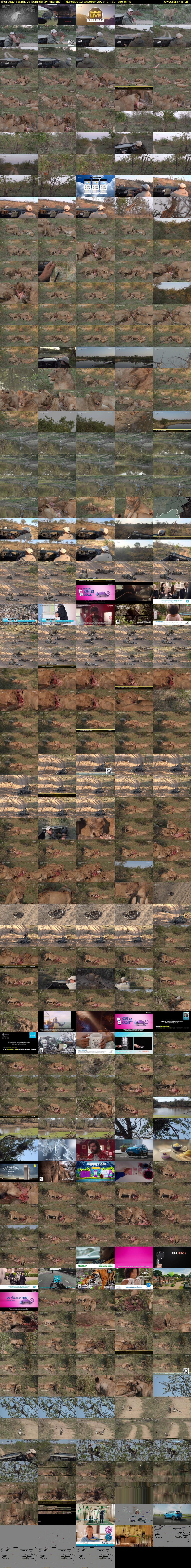Thursday SafariLIVE Sunrise (WildEarth) Thursday 12 October 2023 04:30 - 07:30