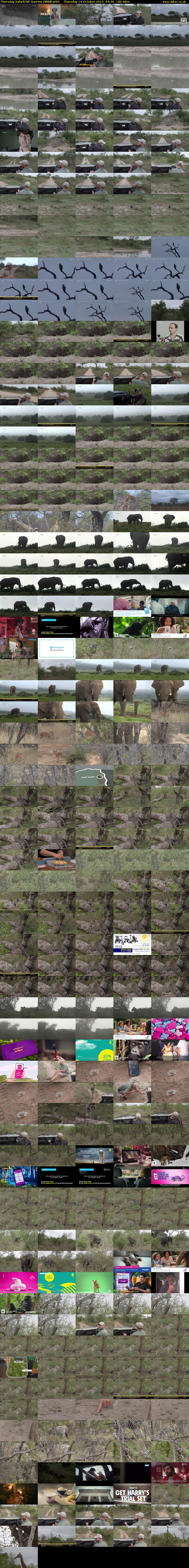Thursday SafariLIVE Sunrise (WildEarth) Thursday 19 October 2023 04:30 - 07:30