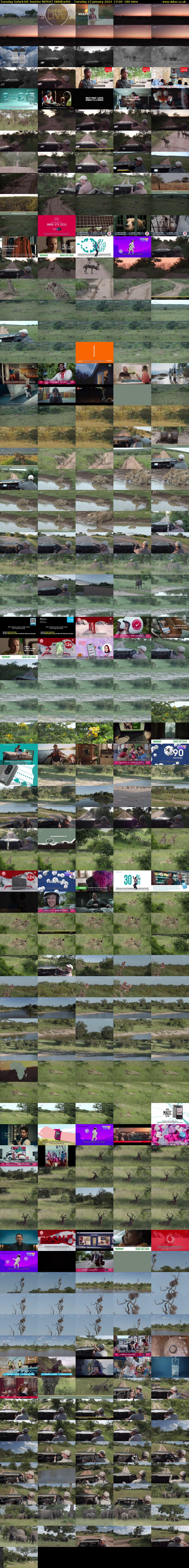 Tuesday SafariLIVE Sunrise REPEAT (WildEarth) Tuesday 23 January 2024 17:00 - 20:00