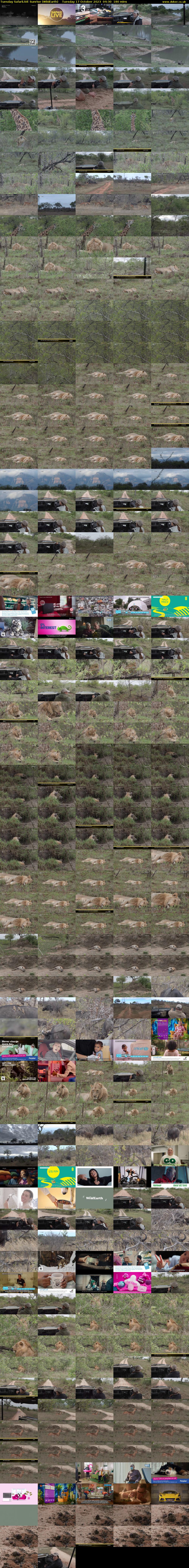 Tuesday SafariLIVE Sunrise (WildEarth) Tuesday 17 October 2023 04:30 - 07:30