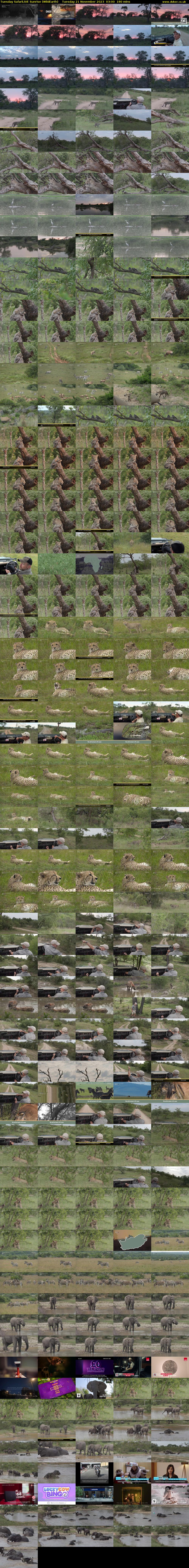 Tuesday SafariLIVE Sunrise (WildEarth) Tuesday 21 November 2023 03:00 - 06:00