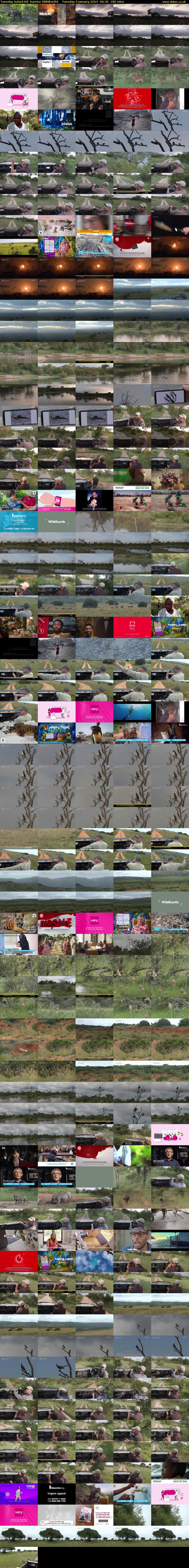 Tuesday SafariLIVE Sunrise (WildEarth) Tuesday 9 January 2024 06:30 - 09:30