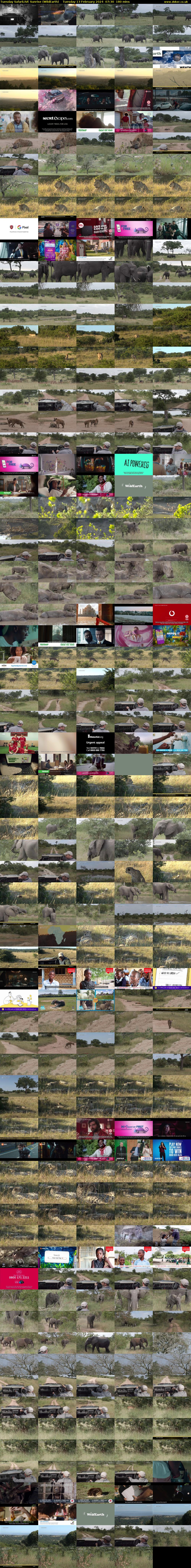 Tuesday SafariLIVE Sunrise (WildEarth) Tuesday 13 February 2024 07:30 - 10:30