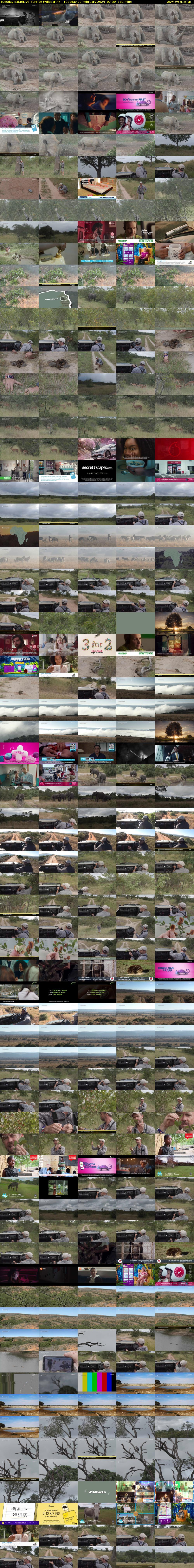 Tuesday SafariLIVE Sunrise (WildEarth) Tuesday 20 February 2024 07:30 - 10:30
