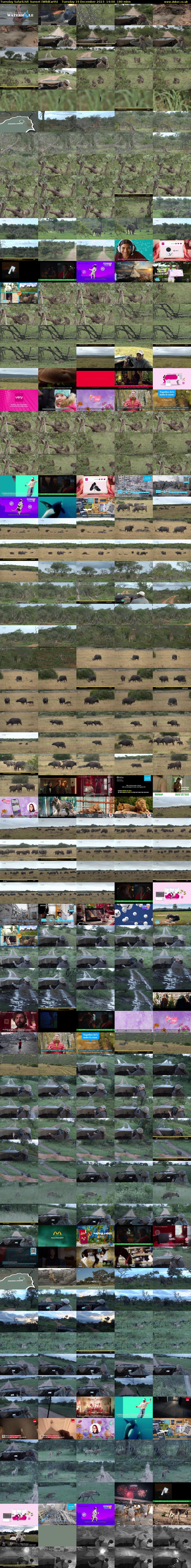 Tuesday SafariLIVE Sunset (WildEarth) Tuesday 19 December 2023 14:00 - 17:00