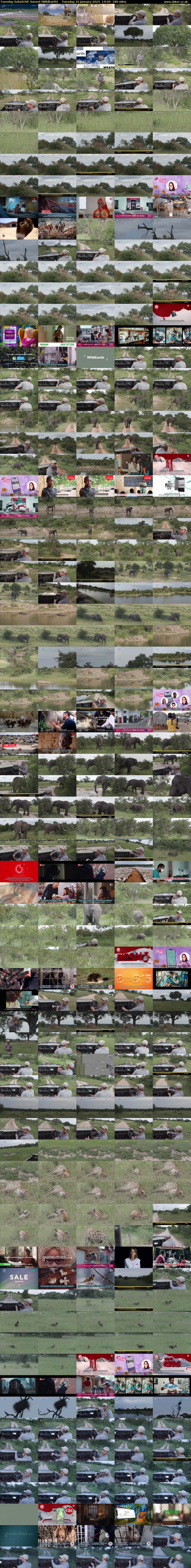 Tuesday SafariLIVE Sunset (WildEarth) Tuesday 16 January 2024 14:00 - 17:00